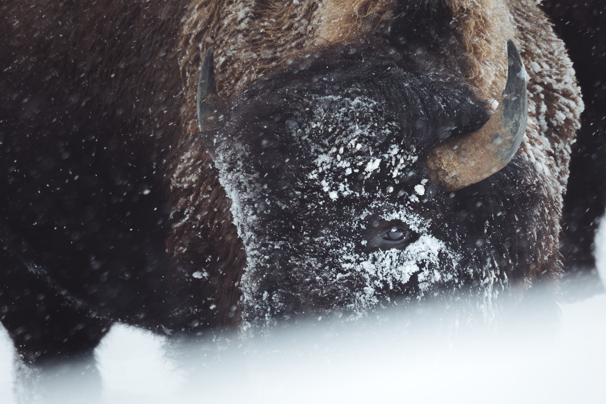 What to Expect on a Yellowstone Winter Photography Workshop
