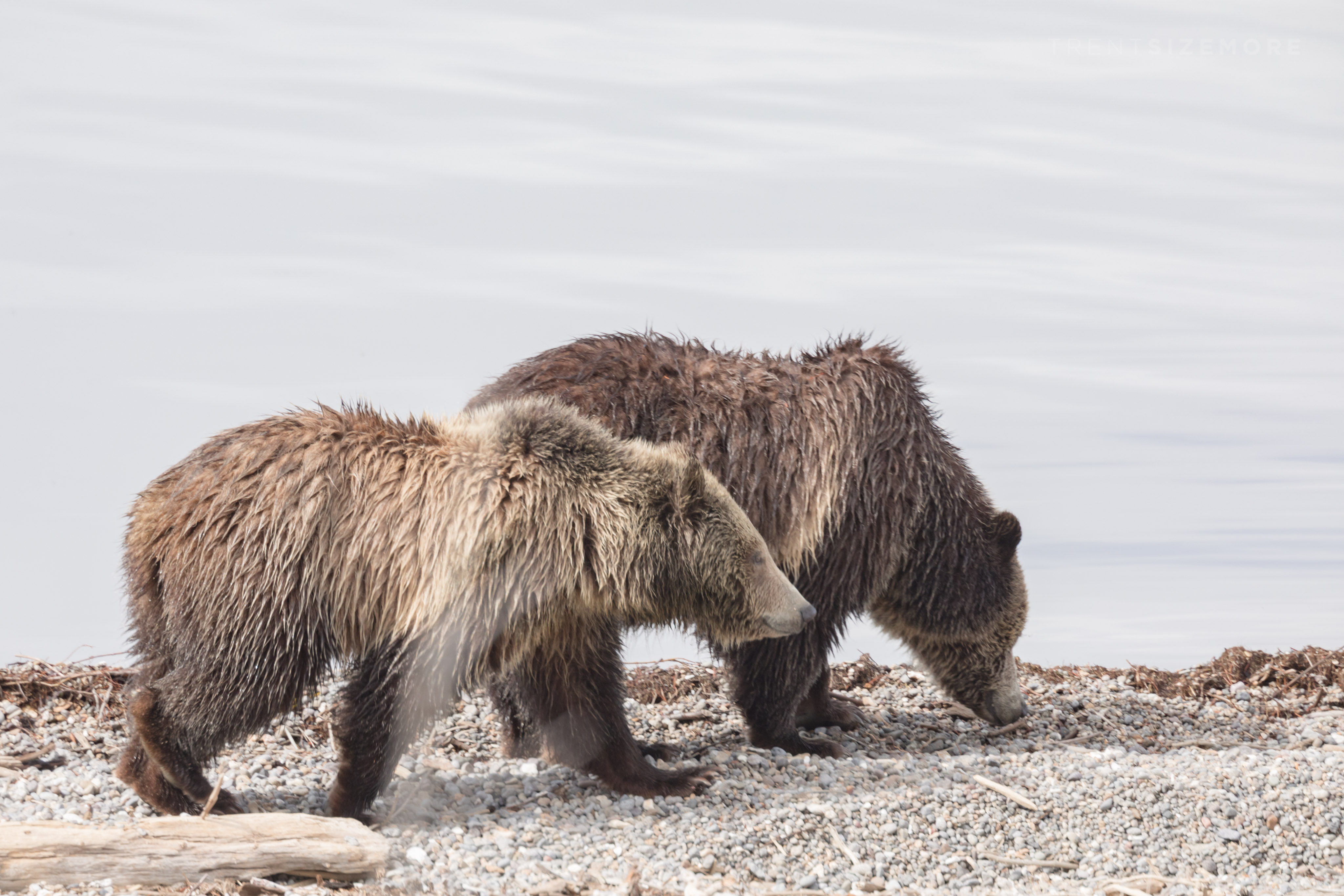 How to Find and Photograph Bears in Yellowstone