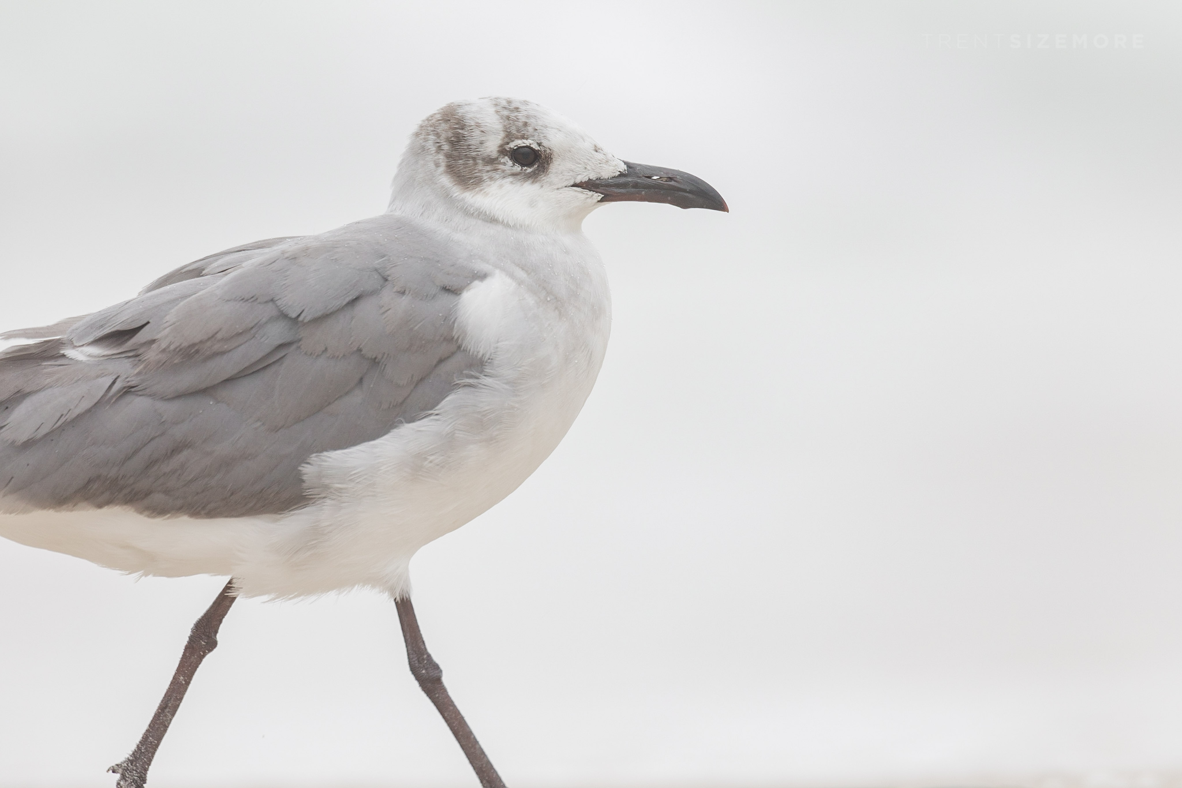 5 Simple Tips to Improve Your Bird Photography