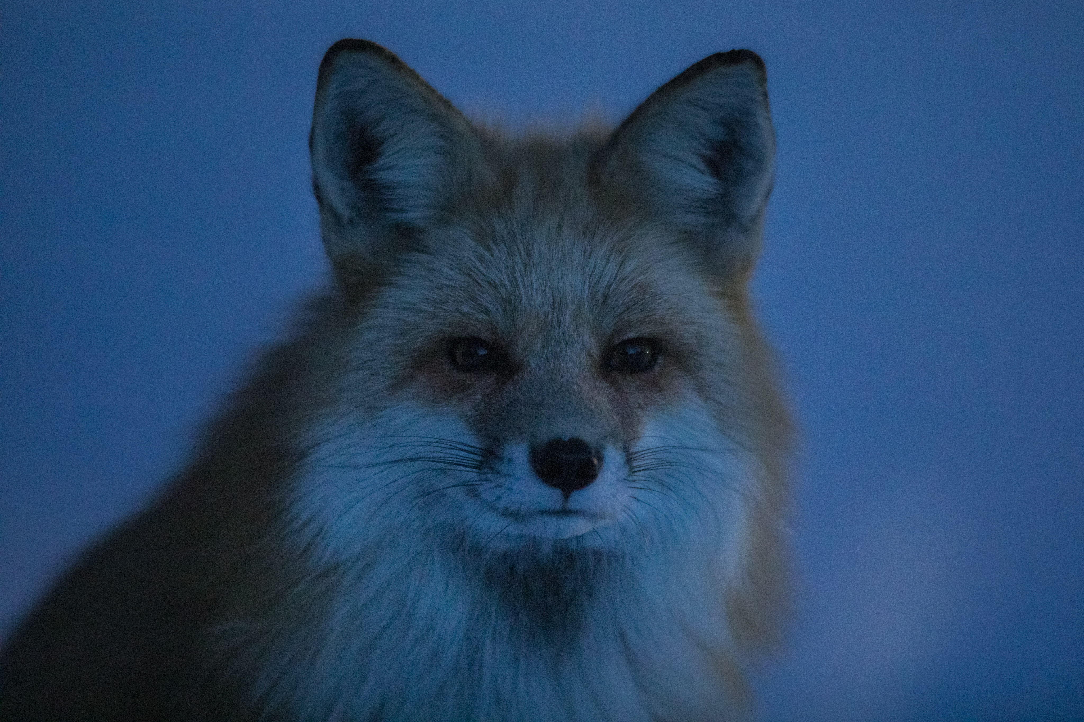 Red Fox, Blue Hour