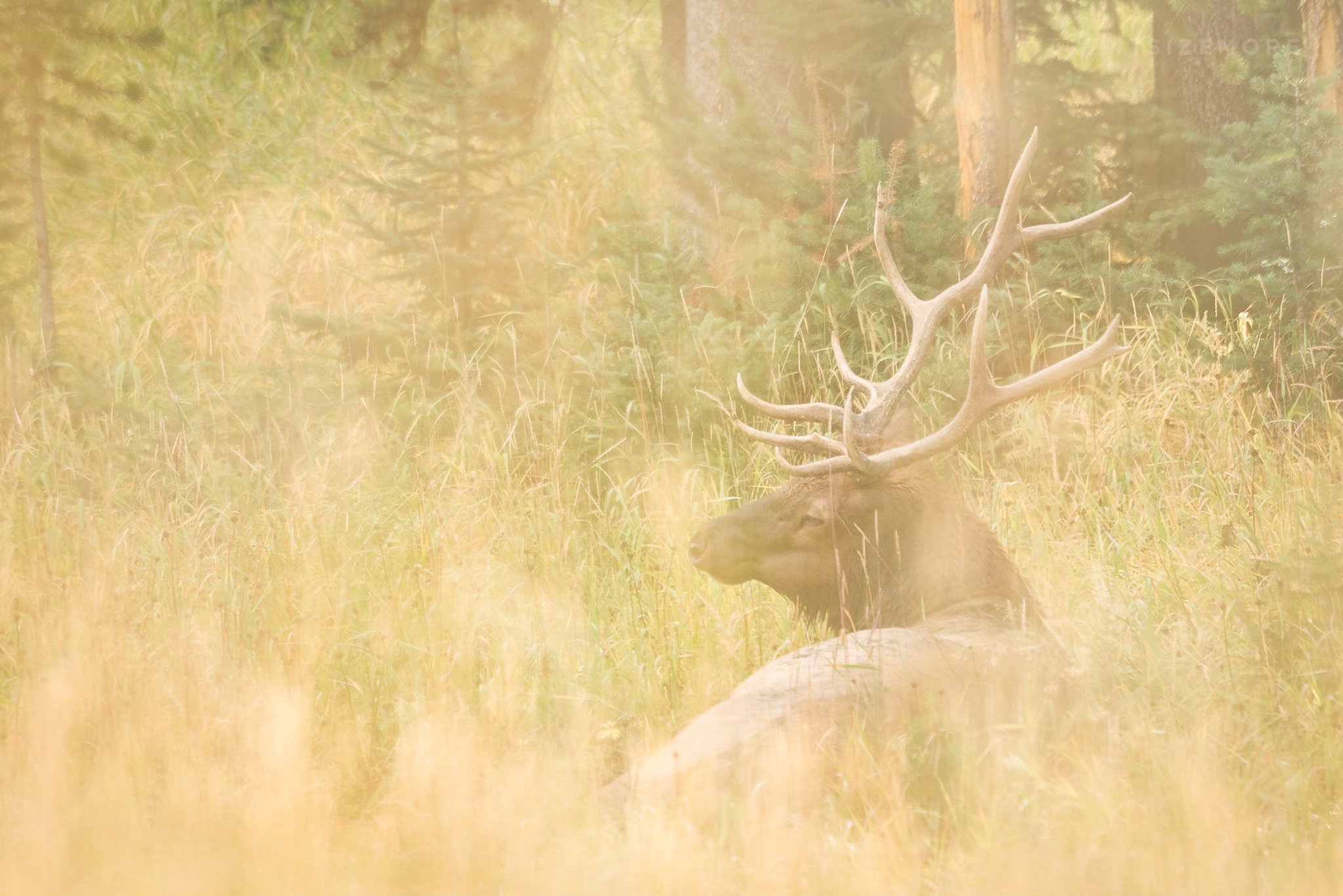 Photographing the fall elk rut in Yellowstone