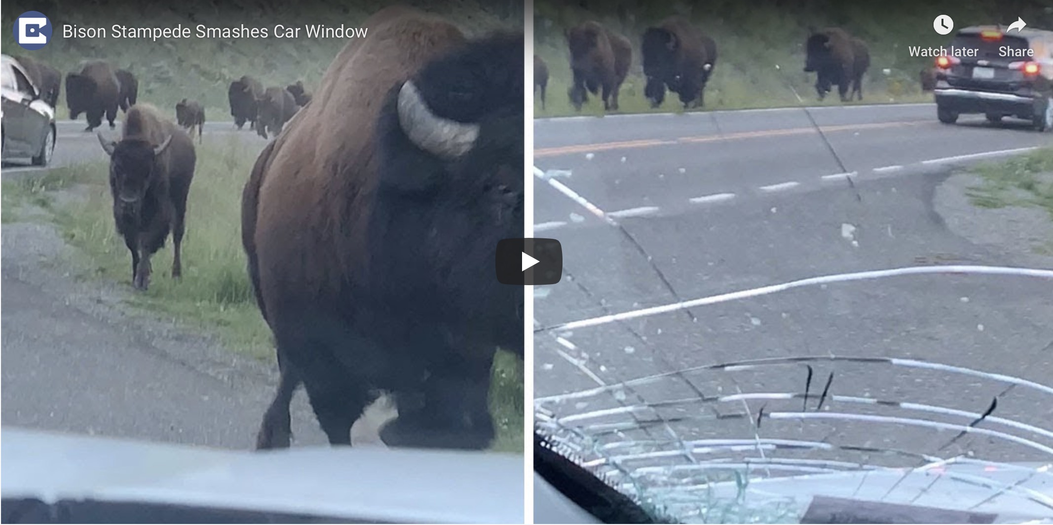 Bison stampede smashes car window