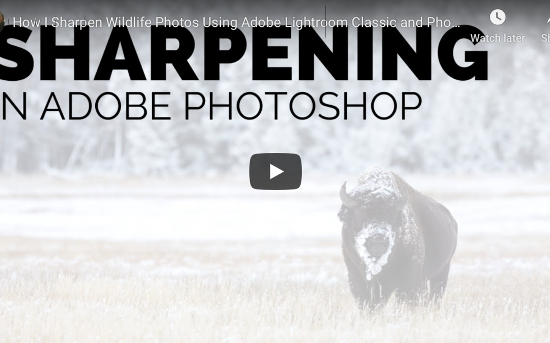 How I Sharpen Wildlife Photos Using Adobe Lightroom Classic and Photoshop 2020