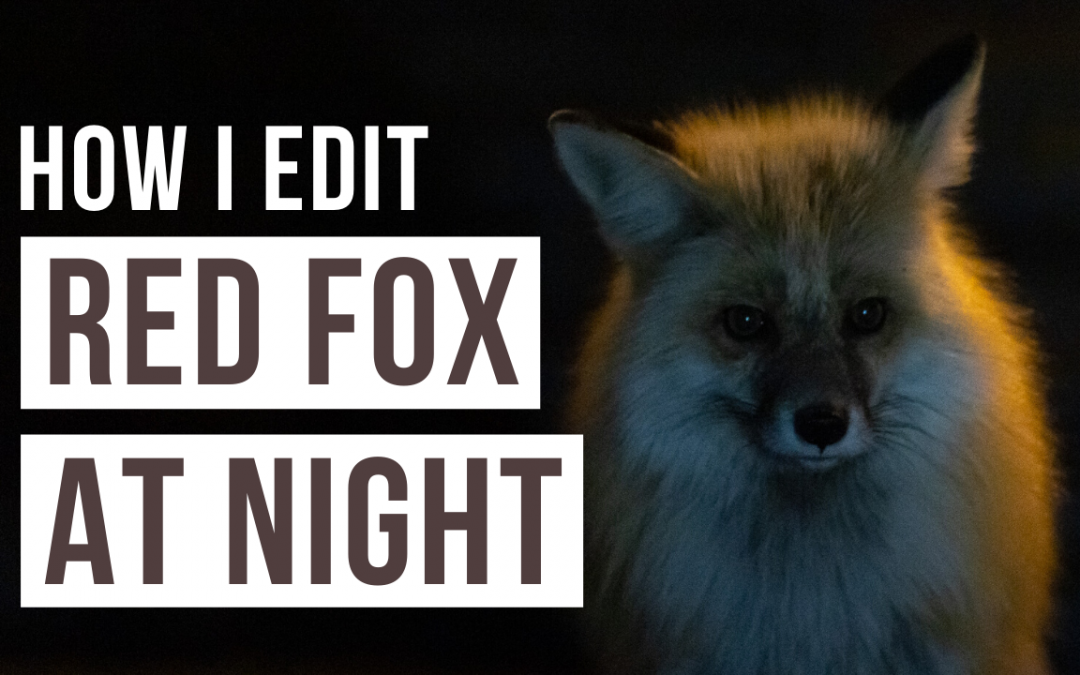 How I Edit in Adobe Lightroom – Episode 1: Red Fox at Night