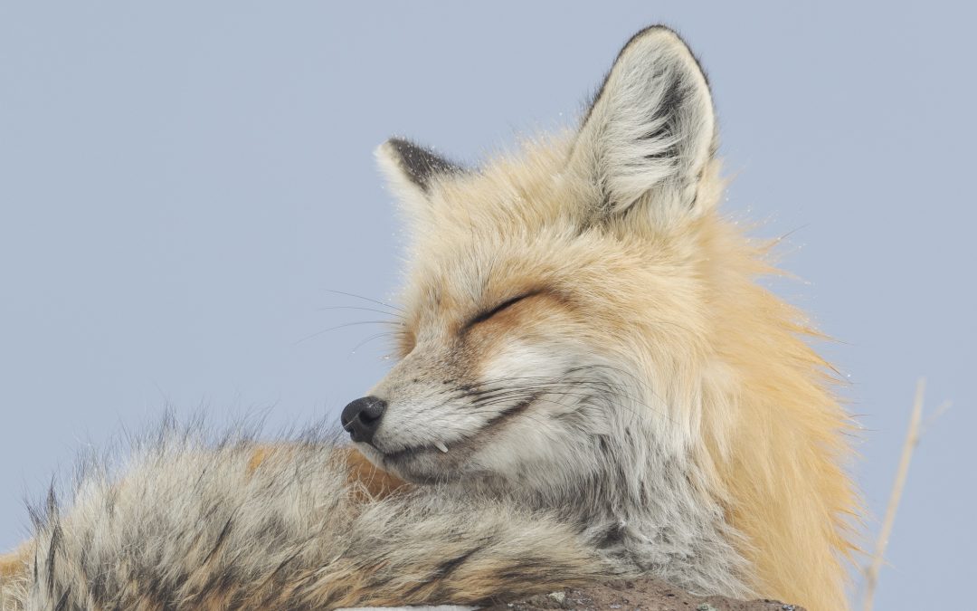 Sleeping Fox at the Confluence